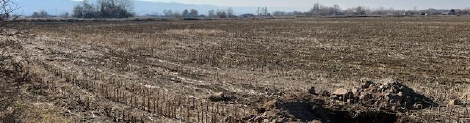 Apricot Rd, Prosser, Washington 99350, ,Irrigated,For Sale,Apricot Rd,281530