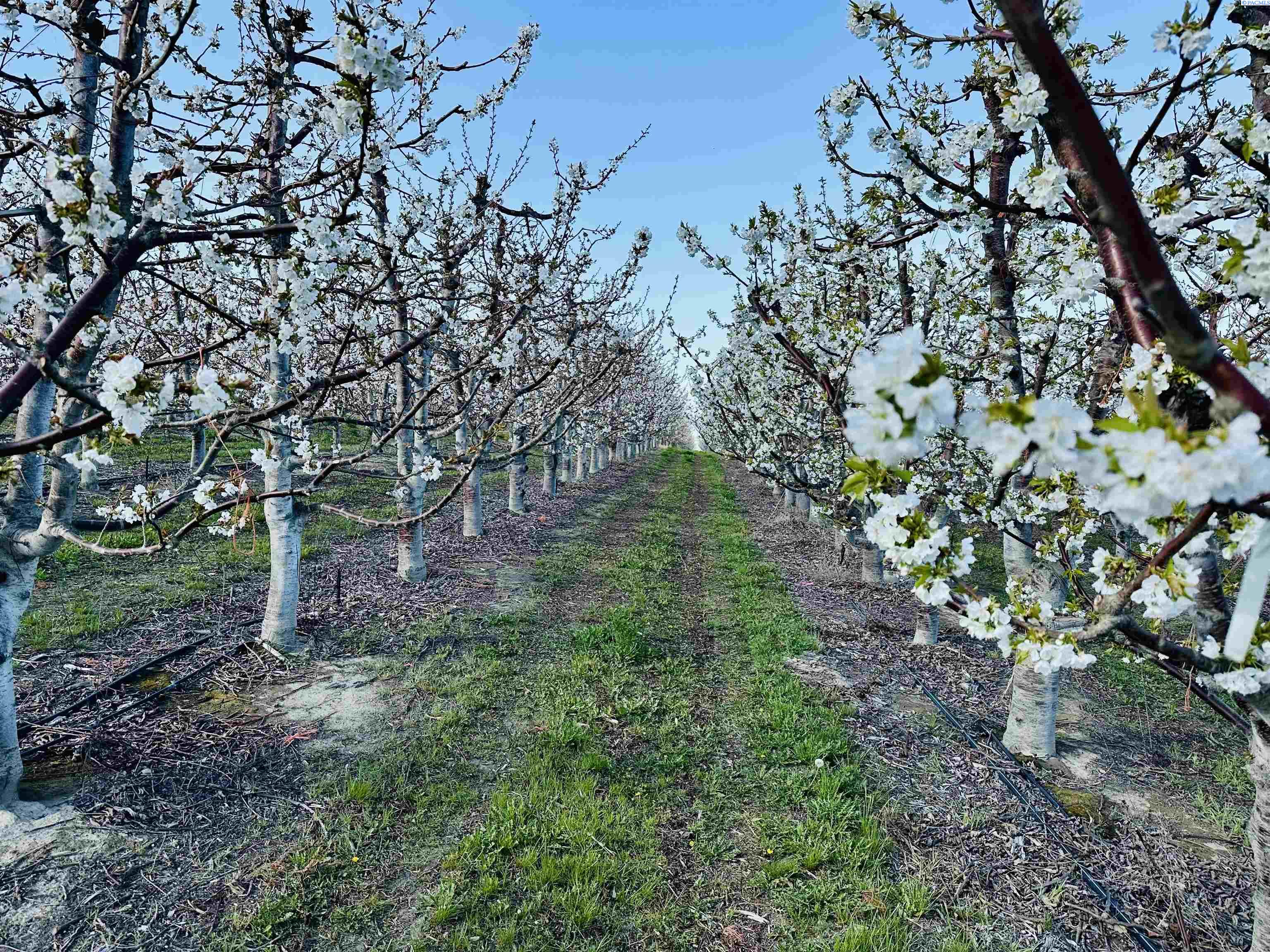 Terril Rd, Kennewick, Washington 99337, 0 , 0 ,0,Agricultural Land,For Sale,Terril Rd,0,281543