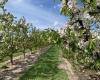 Terril, Kennewick, Washington 99337, ,Agricultural Land,For Sale,Terril,281543
