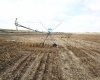 Paradise Rd (ptn Blk 18, FU 221), Connell, Washington 99326-9716, ,Irrigated,For Sale,Paradise Rd (ptn Blk 18, FU 221),282943