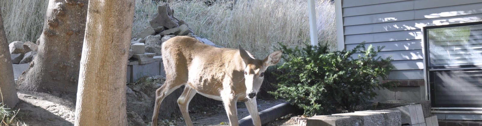 Holbrook PL, Pullman, Washington 99163, 3 Bedrooms Bedrooms, 0 ,2 BathroomsBathrooms,Multi-family,For Sale,Holbrook PL,0,284377
