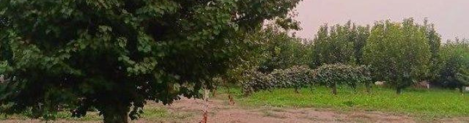 Lester Rd, Sunnyside, Washington 98944, ,Orchard,For Sale,Lester Rd,281261