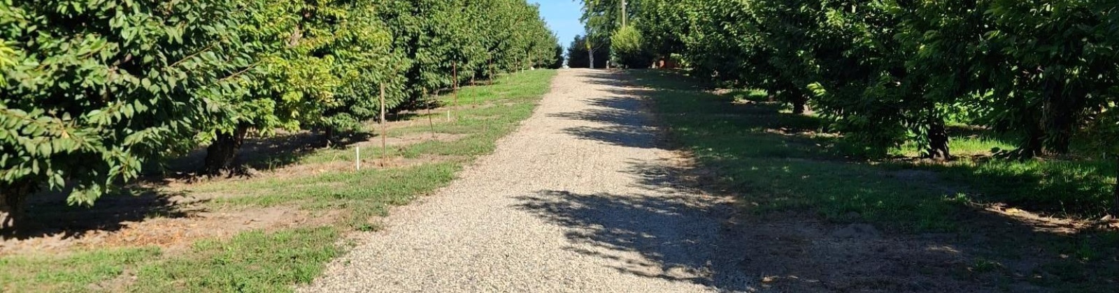 Lester Rd, Sunnyside, Washington 98944, 0 , 0 ,0,Agricultural Land,For Sale,Lester Rd,0,281261