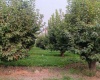 Lester Rd, Sunnyside, Washington 98944, ,Orchard,For Sale,Lester Rd,281261