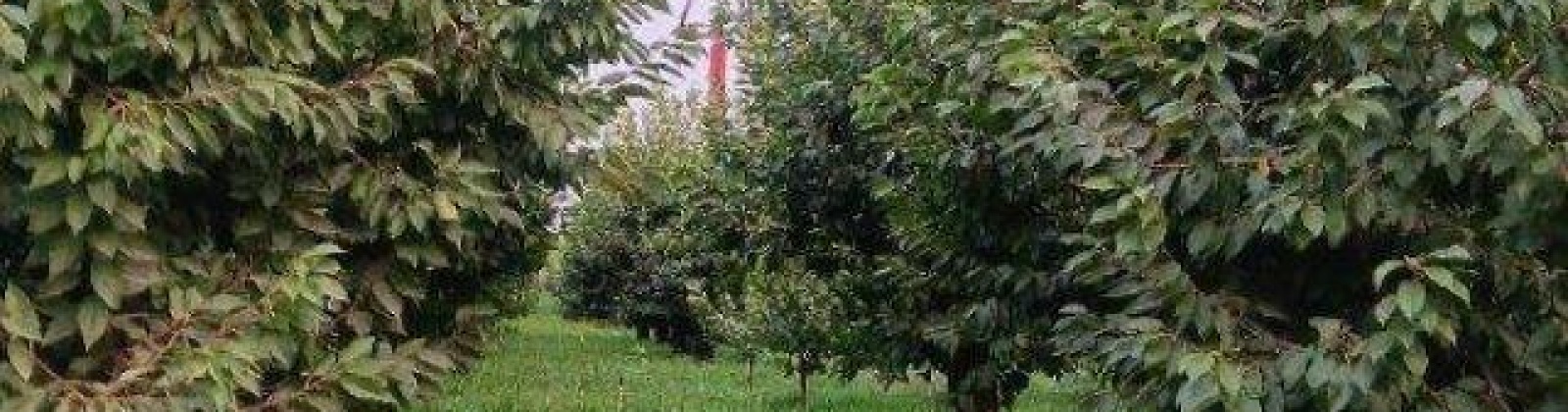 Lester Rd, Sunnyside, Washington 98944, ,Orchard,For Sale,Lester Rd,281261