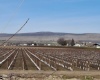 Lester Rd, Sunnyside, Washington 98944, ,Orchard,For Sale,Lester Rd,281261