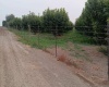 Lester Rd, Sunnyside, Washington 98944, ,Orchard,For Sale,Lester Rd,281261