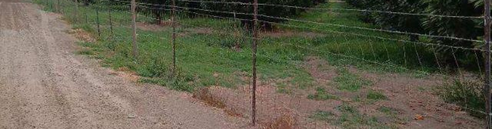 Lester Rd, Sunnyside, Washington 98944, ,Orchard,For Sale,Lester Rd,281261