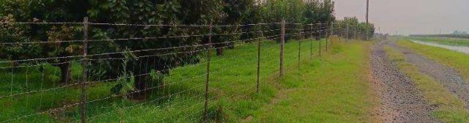 Lester Rd, Sunnyside, Washington 98944, ,Orchard,For Sale,Lester Rd,281261