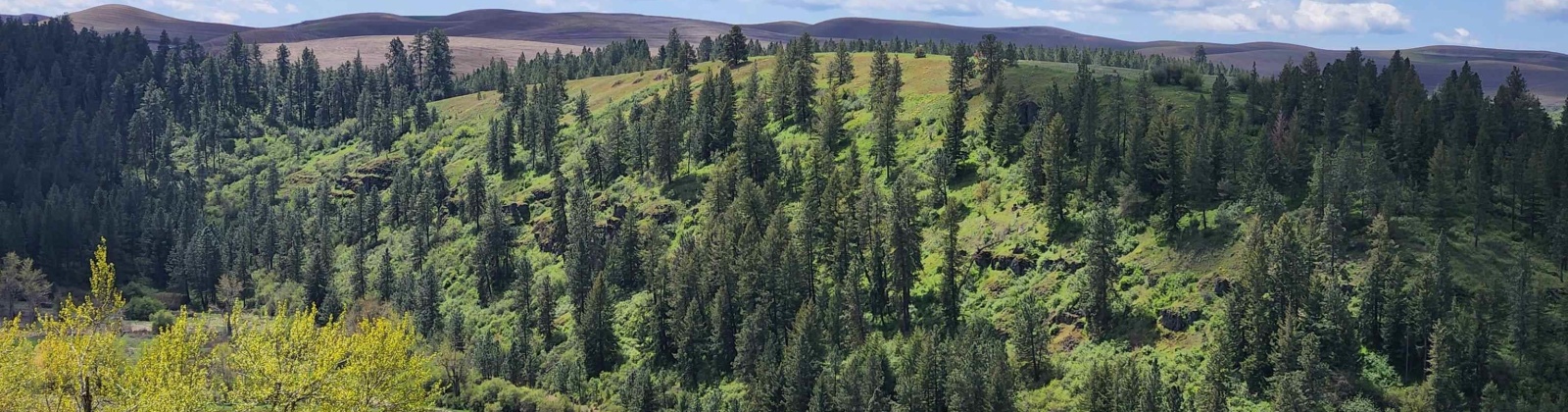 Red Tail Ridge, Colfax, Washington 99111, ,Residential,For Sale,Red Tail Ridge,283372