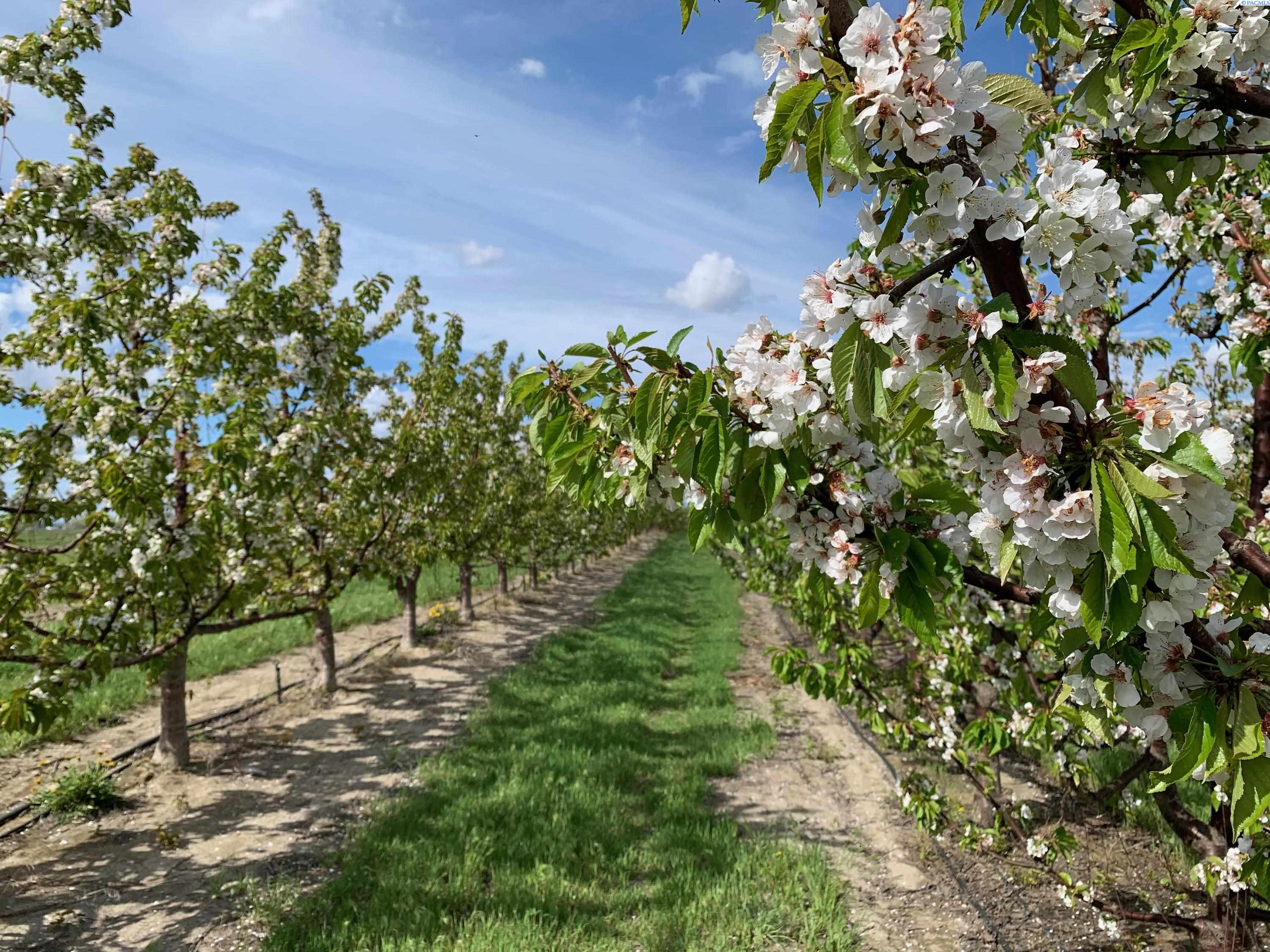 Terril Road, Kennewick, Washington 99337, 0 , 0 ,0,Land/lots,For Sale,Terril Road,0,281712