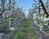 Terril Road, Kennewick, Washington 99337, 0 , 0 ,0,Land/lots,For Sale,Terril Road,0,281712