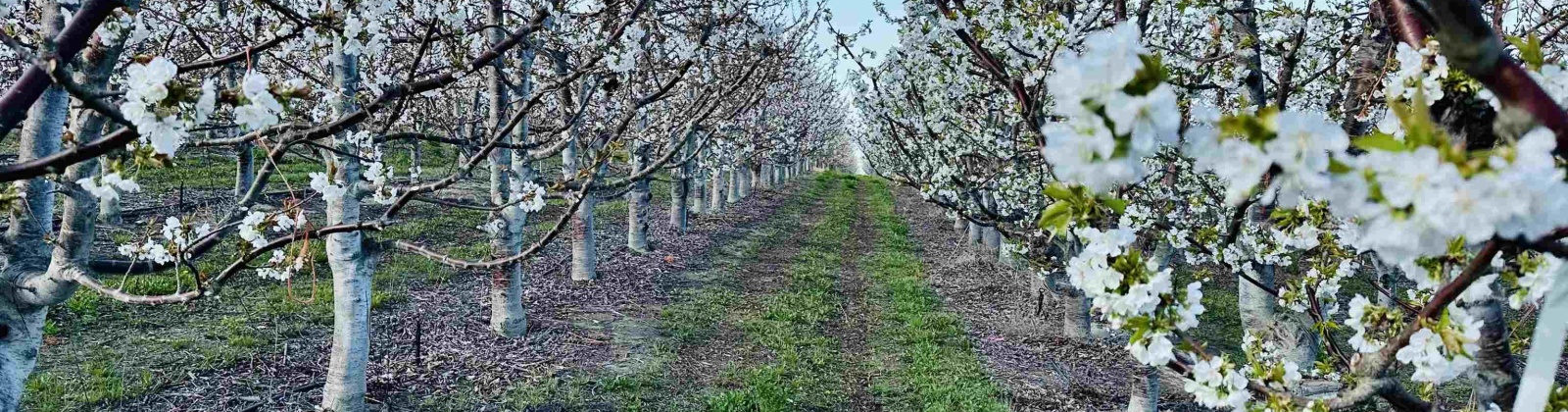 Terril Road, Kennewick, Washington 99337, 0 , 0 ,0,Land/lots,For Sale,Terril Road,0,281712