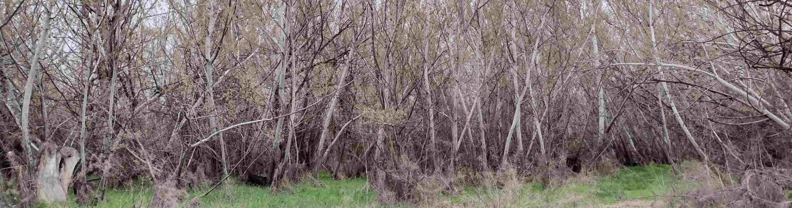 Jones RD, Richland, Washington 99354, ,Agricultural,For Sale,Jones RD,282079