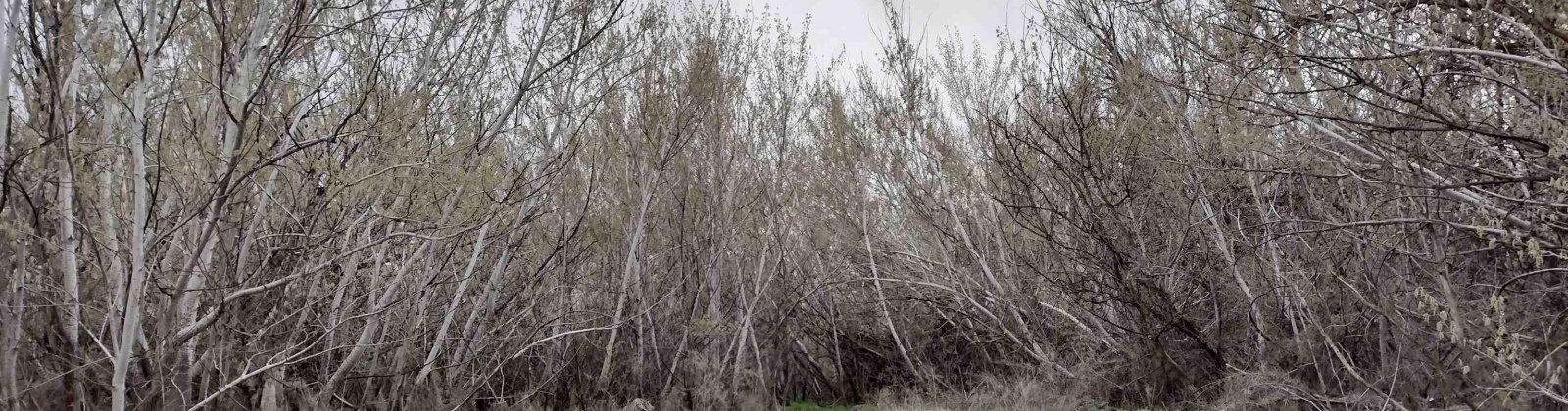 Jones RD, Richland, Washington 99354, ,Agricultural,For Sale,Jones RD,282079