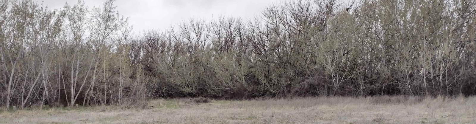 Jones RD, Richland, Washington 99354, ,Agricultural,For Sale,Jones RD,282079