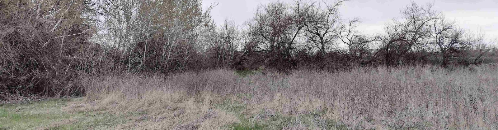 Jones RD, Richland, Washington 99354, ,Agricultural,For Sale,Jones RD,282079