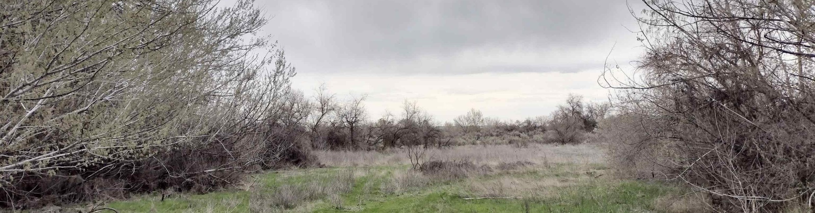 Jones RD, Richland, Washington 99354, ,Agricultural,For Sale,Jones RD,282079