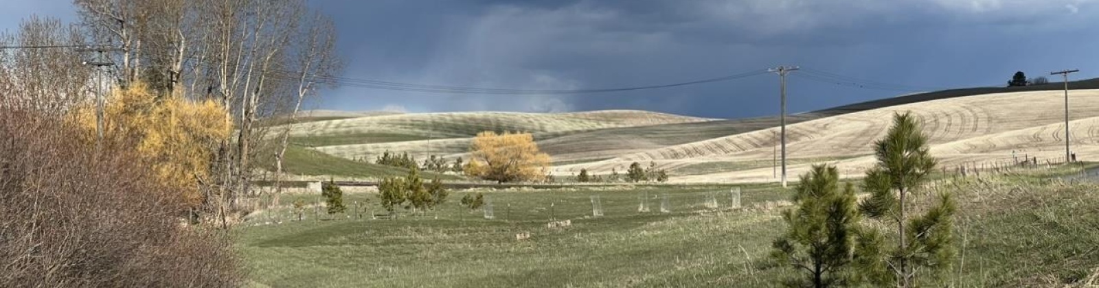 Tidwell, Palouse, Washington 99161, ,Other,For Sale,Tidwell,283134