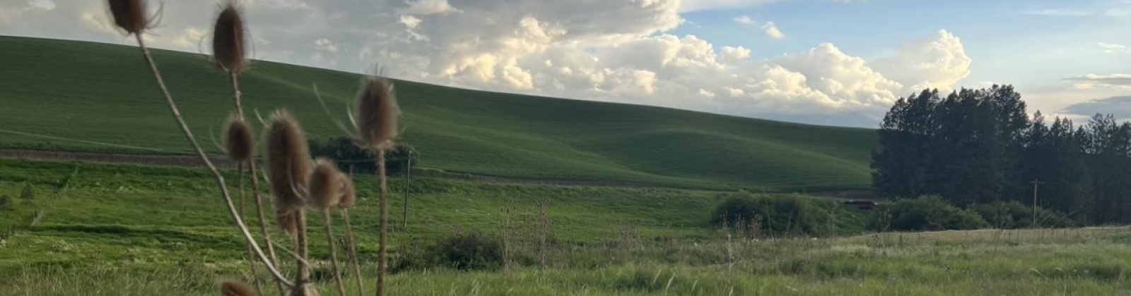 Tidwell, Palouse, Washington 99161, ,Other,For Sale,Tidwell,283134
