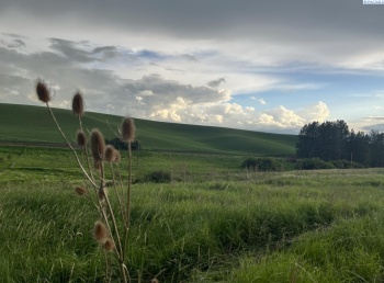 Tidwell, Palouse, Washington 99161, ,Other,For Sale,Tidwell,283134