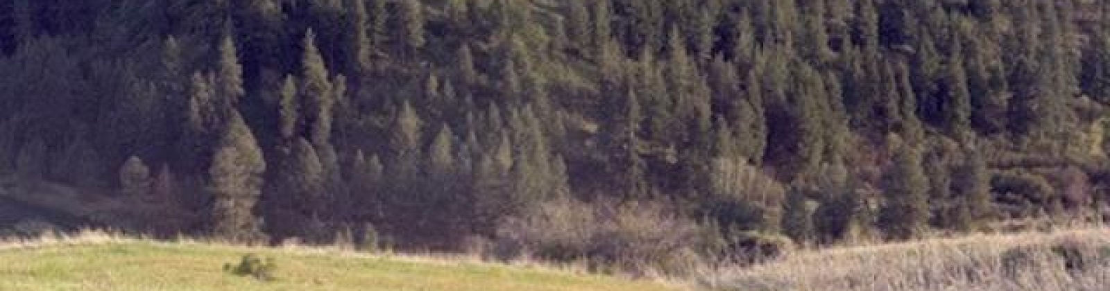 Lot 5 Red Tail Ridge, Colfax, Washington 99111, ,Houses,For Sale,Lot 5 Red Tail Ridge,283707