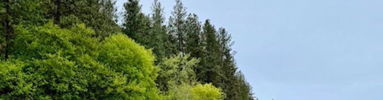 By Perkins St, Colfax, Washington 99111, ,Agricultural Land,For Sale,By Perkins St,283919