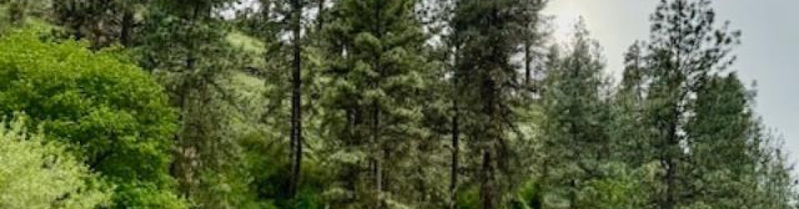 By Perkins St, Colfax, Washington 99111, ,Agricultural Land,For Sale,By Perkins St,283919