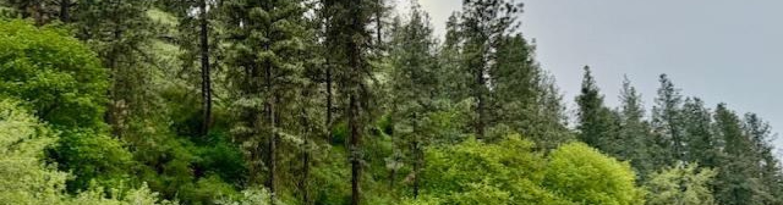 By Perkins St, Colfax, Washington 99111, ,Agricultural Land,For Sale,By Perkins St,283919