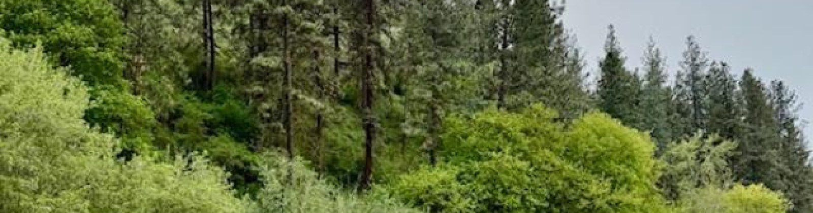By Perkins St, Colfax, Washington 99111, ,Agricultural Land,For Sale,By Perkins St,283919