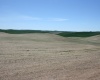 Golden Wheat lane, Pullman, Washington 99163, ,Houses,For Sale,Golden Wheat lane,284551