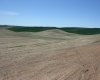 Golden Wheat lane, Pullman, Washington 99163, ,Houses,For Sale,Golden Wheat lane,284551