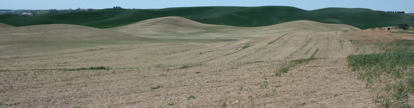 Golden Wheat Lane, Pullman, Washington 99163-9704, ,Houses,For Sale,Golden Wheat Lane,284552