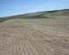 Golden Wheat Lane, Pullman, Washington 99163-9704, ,Houses,For Sale,Golden Wheat Lane,284552