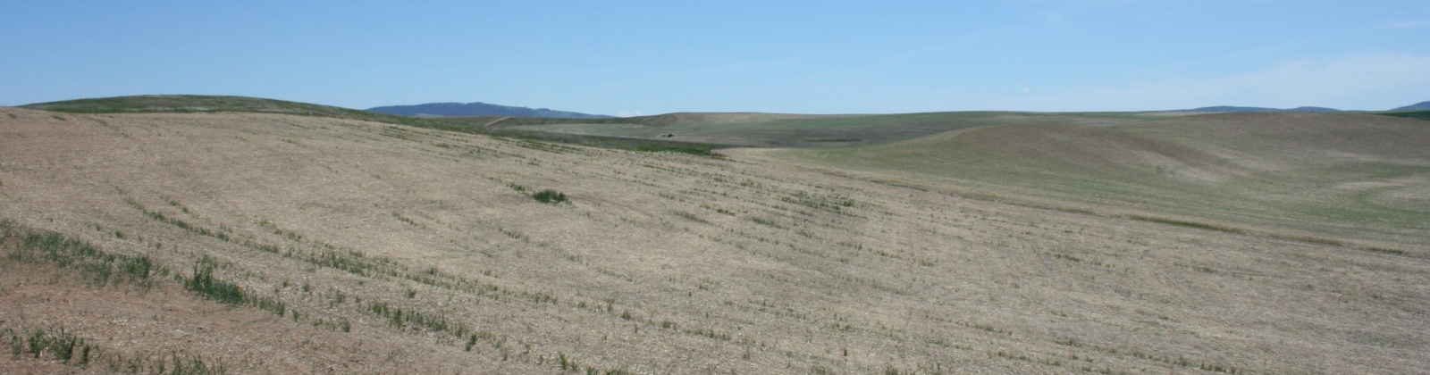 Golden Wheat Lane, Pullman, Washington 99163-9704, ,Houses,For Sale,Golden Wheat Lane,284552