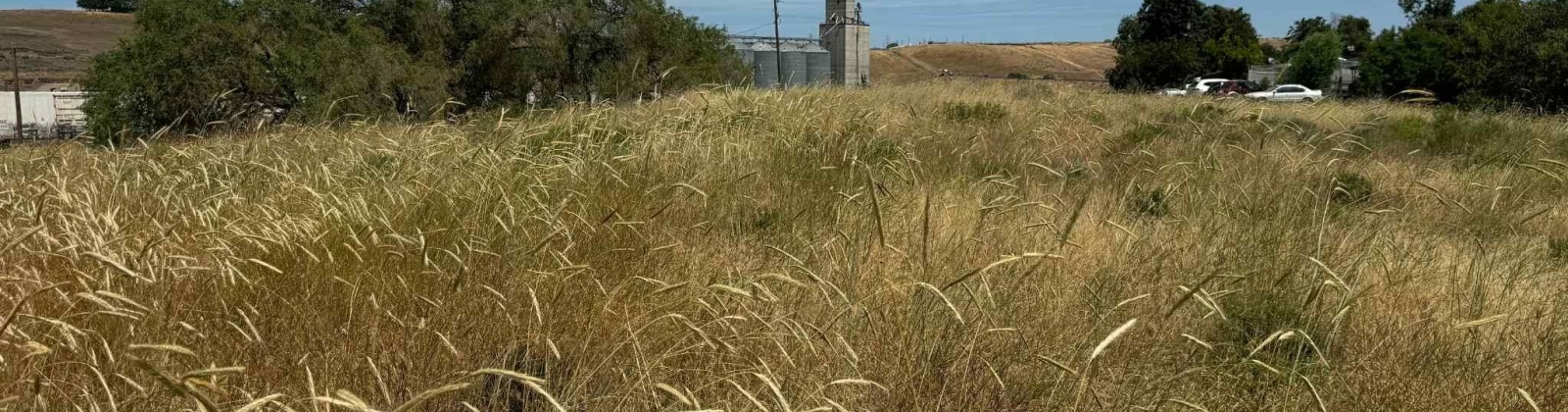 1st & Manton Way, Mesa, Washington 99343, ,Agricultural,For Sale,1st & Manton Way,284974