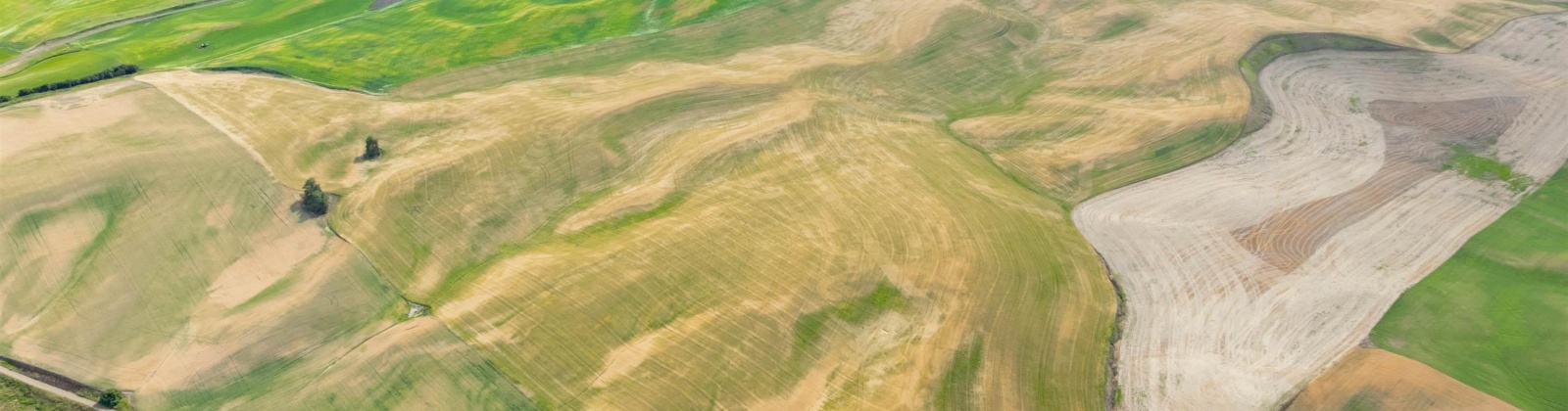 Bongarts, Oakesdale, Washington, ,Agricultural Land,For Sale,Bongarts,285765