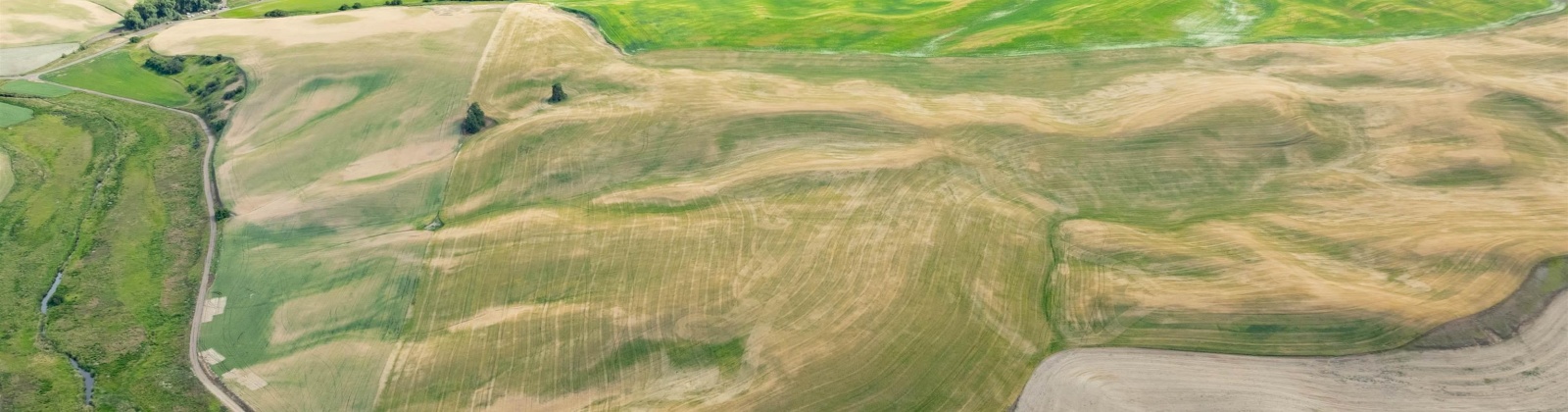 Bongarts, Oakesdale, Washington, ,Agricultural Land,For Sale,Bongarts,285765