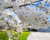 Mount Saint Helens Ct, West Richland, Washington 99353, 3 Bedrooms Bedrooms, ,3 BathroomsBathrooms,For Sale,Mount Saint Helens Ct,285879