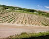 Sunnyside Canal, Zillah, Washington, ,Agricultural Land,For Sale,Sunnyside Canal,286216