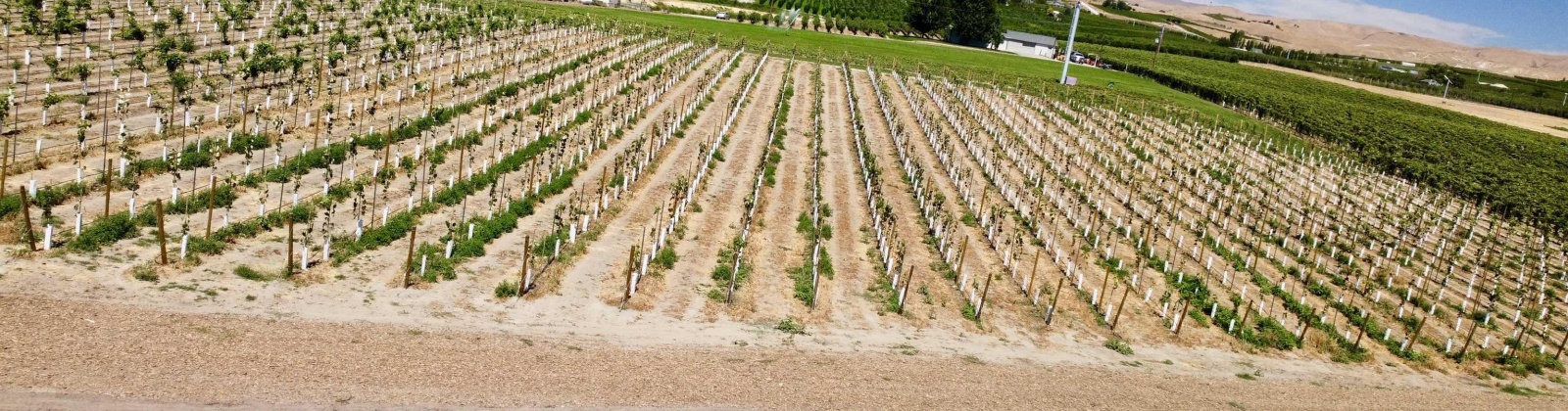 Sunnyside Canal, Zillah, Washington, ,Agricultural Land,For Sale,Sunnyside Canal,286216
