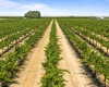 NKA McCreadie, Prosser, Washington 99350, 0 , 0 ,0,Agricultural Land,For Sale,NKA McCreadie,0,286281