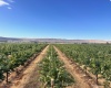 NKA McCreadie, Prosser, Washington 99350, 0 , 0 ,0,Agricultural Land,For Sale,NKA McCreadie,0,286281