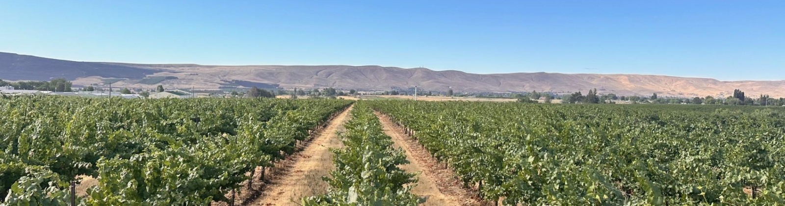 NKA McCreadie, Prosser, Washington 99350, 0 , 0 ,0,Agricultural Land,For Sale,NKA McCreadie,0,286281