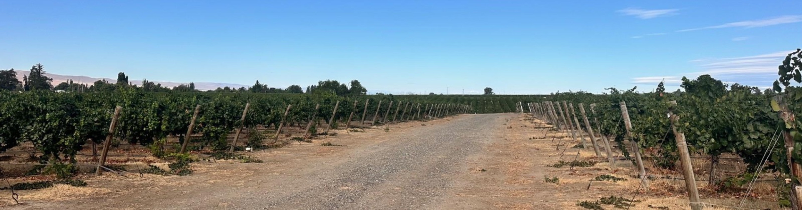 NKA McCreadie, Prosser, Washington 99350, 0 , 0 ,0,Agricultural Land,For Sale,NKA McCreadie,0,286281