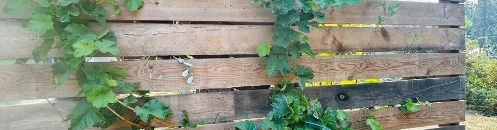 Whitman St, Palouse, Washington 99161, 4 Bedrooms Bedrooms, 0 ,3 BathroomsBathrooms,Houses,For Sale,Whitman St,0,286398