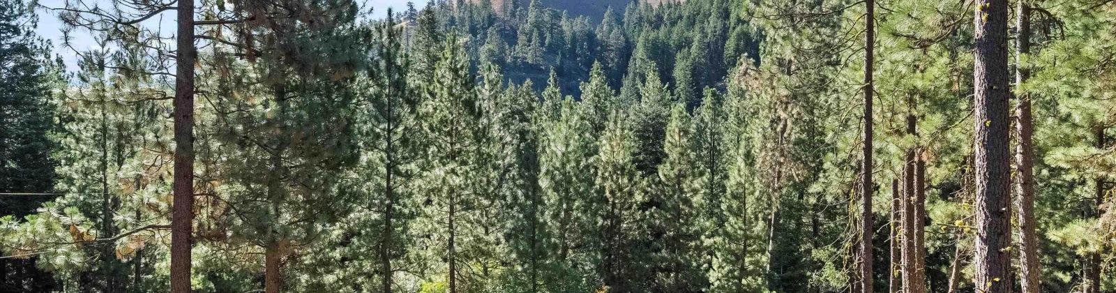 North Fork Rd, Yakima, Washington 98908, 2 Bedrooms Bedrooms, 0 ,1 BathroomBathrooms,Houses,For Sale,North Fork Rd,0,286509