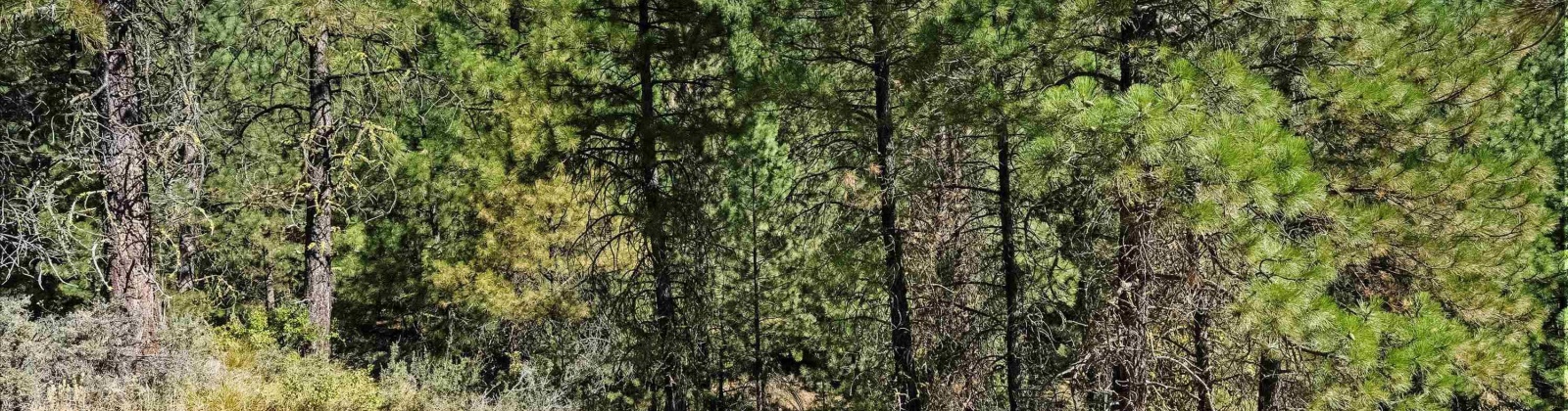 North Fork Rd, Yakima, Washington 98908, 2 Bedrooms Bedrooms, 0 ,1 BathroomBathrooms,Houses,For Sale,North Fork Rd,0,286509