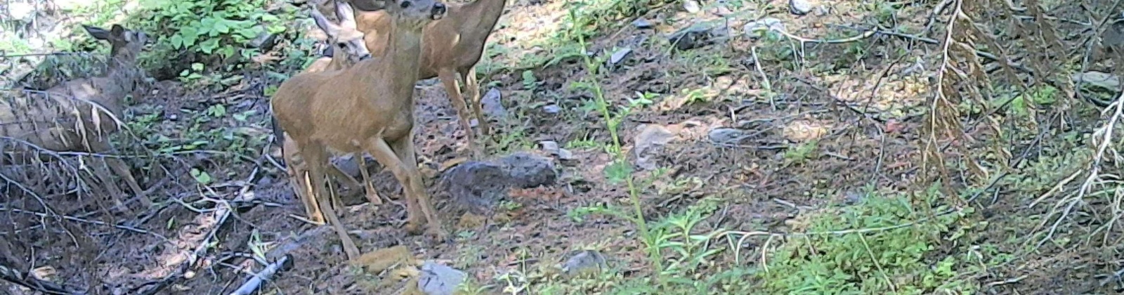 North Fork Rd, Yakima, Washington 98908, 2 Bedrooms Bedrooms, 0 ,1 BathroomBathrooms,Houses,For Sale,North Fork Rd,0,286509
