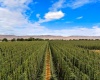 Apricot Rd, Grandview, Washington, 0 , 0 ,0,Agricultural Land,For Sale,Apricot Rd,0,286591